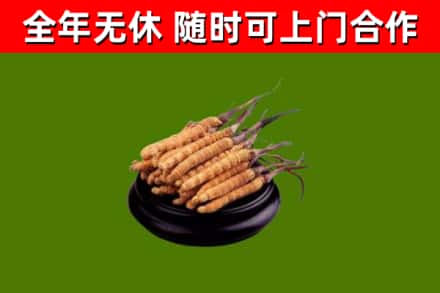 岳西回收冬虫夏草
