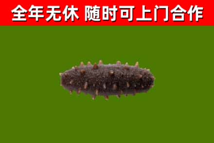 岳西回收海参干